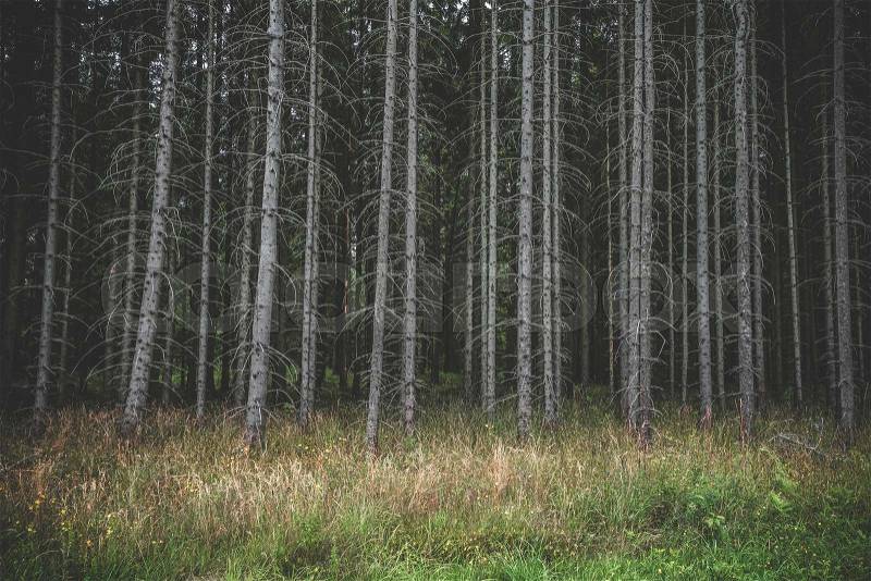 Spooky dark forest with tall withered trees on a bright green meadow in the summer, stock photo