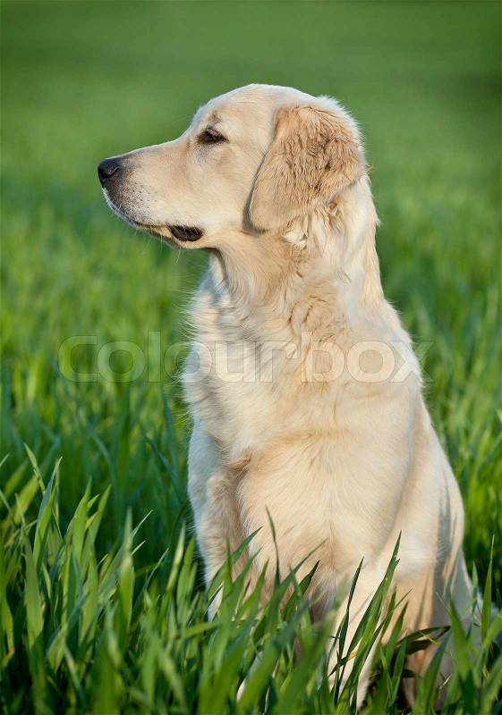 Portrait of a beautiful young dog - golden retriever, stock photo