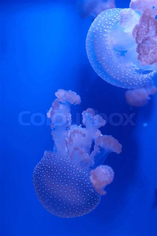 Translucent jellyfish or medusa or nettle-fish in blue water, stock photo