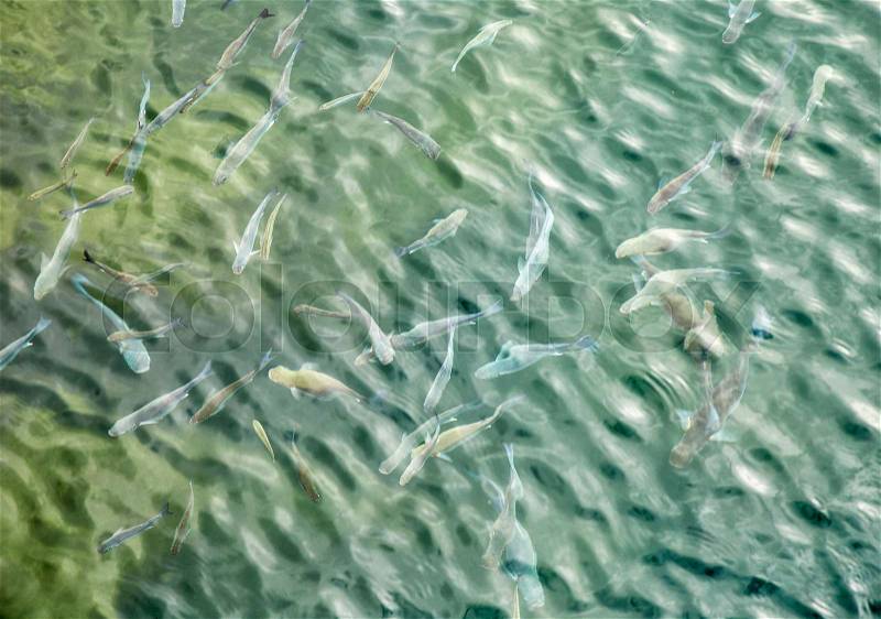 Many fishes in Atlantic Ocean, stock photo