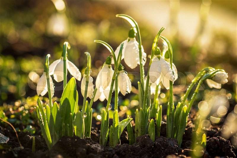 The first spring flowers snowdrops with morning drops, stock photo