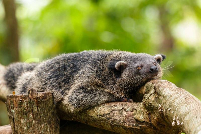 Lazy binturong or philipino bearcat relaxing on the tree, Palawan, Philippines, stock photo