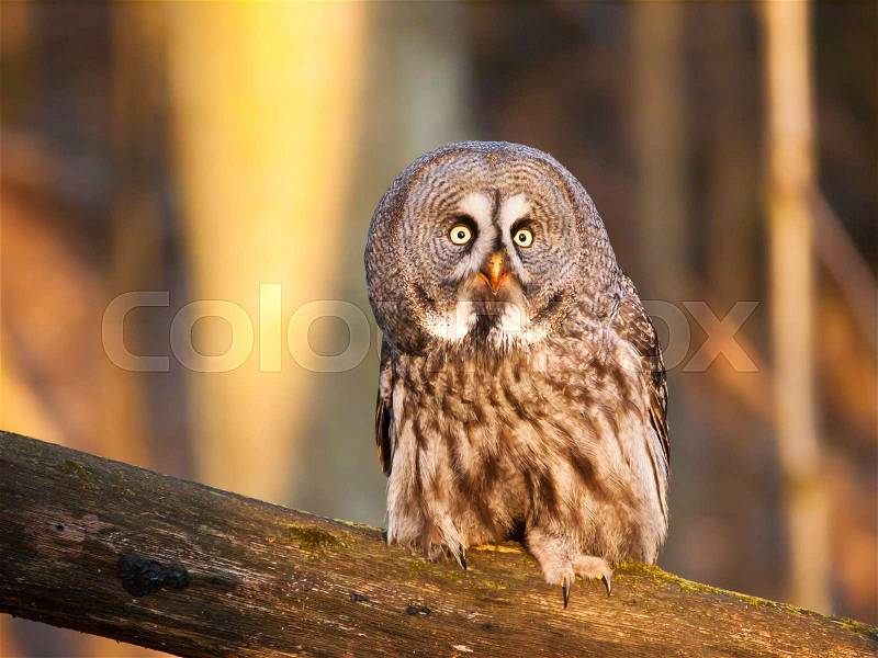 Great grey owl in forest on the branch - Strix nebulosa, stock photo