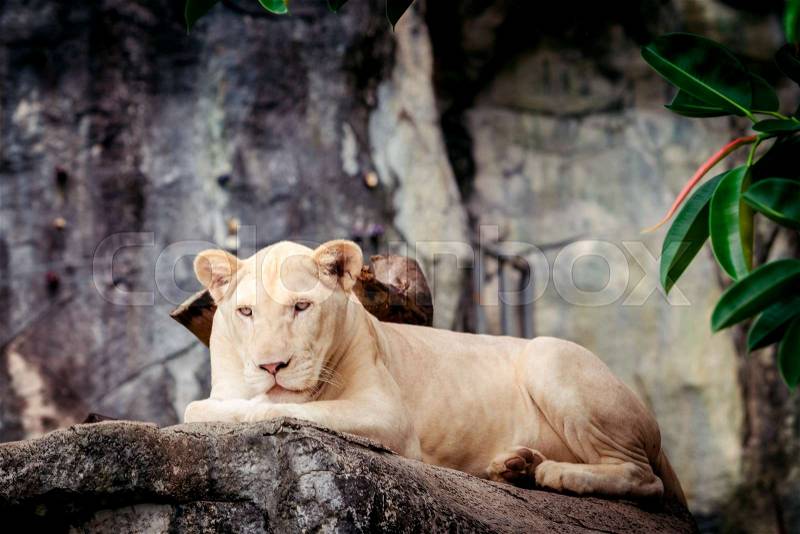 Female white lion. A white liones, stock photo