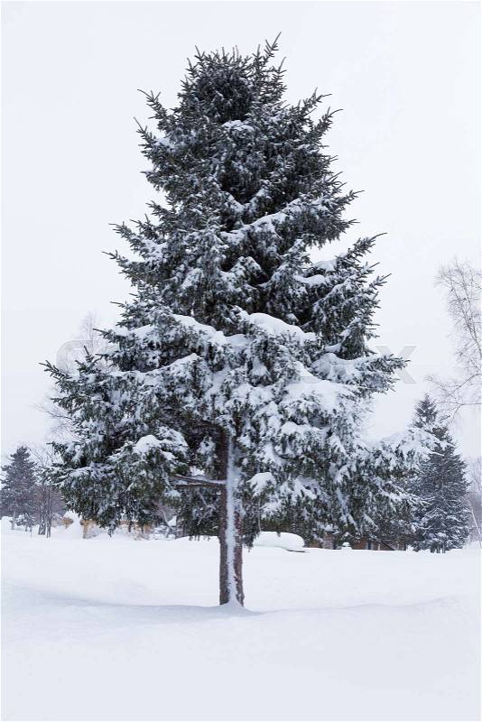 Pine trees in public park in Hokkaido, Japan covered with thick white snow, stock photo