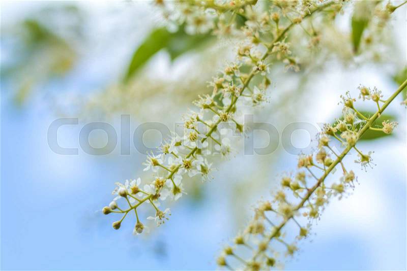 Beautiful spring scene with many little flowers. Cherry bird-cherry tree blossom. Blue sky background. Toned photo. Shallow depth of the field, stock photo