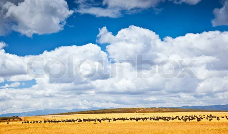 South African ostrich, farm of birds, beautiful natural landscape with animals, eco tourism, adventure travel, wildlife safari, stock photo
