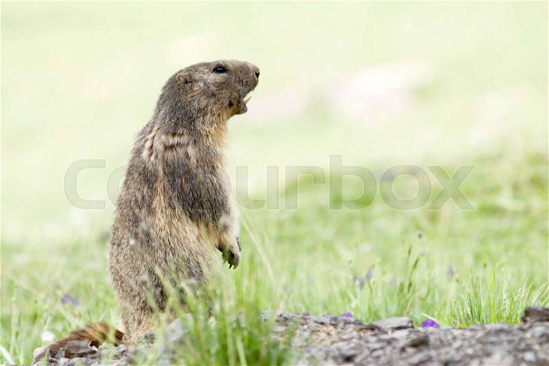 Cute marmot in the alps, stock photo