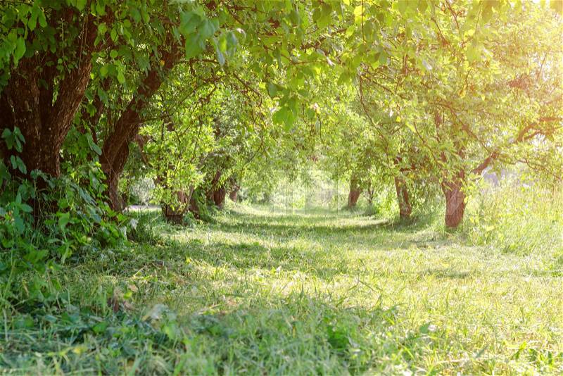 Tree tunnel with sunlight, sunny green summer landscape, stock photo