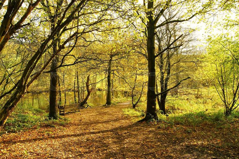 A sunny woodland trail in early Autumn, stock photo
