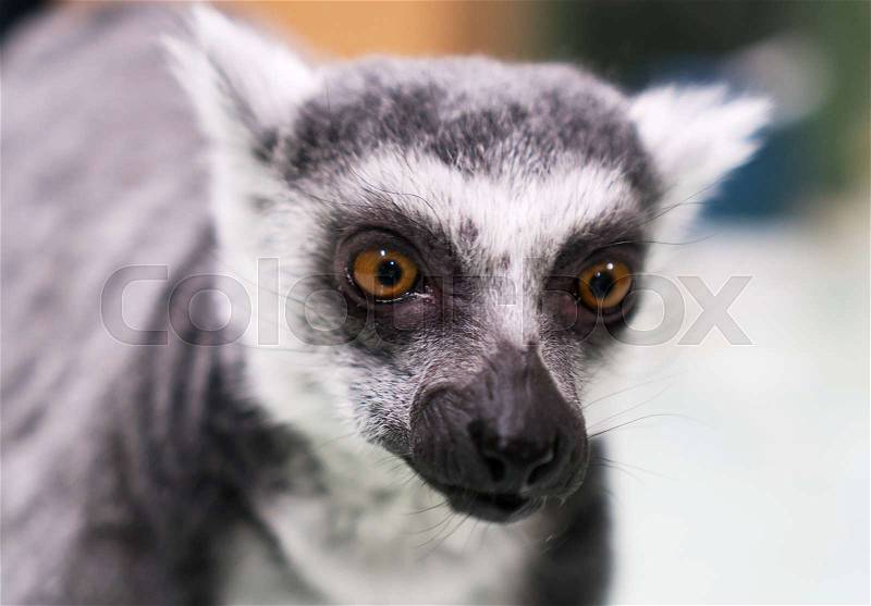 Portrait of a lemur in petting zoo, stock photo