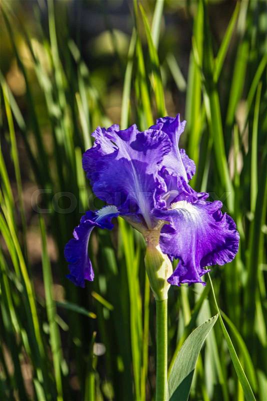 Flower of the iris in the garden in the glare of the setting sun, stock photo