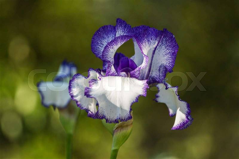 Flower of the iris in the garden in the glare of the setting sun, stock photo