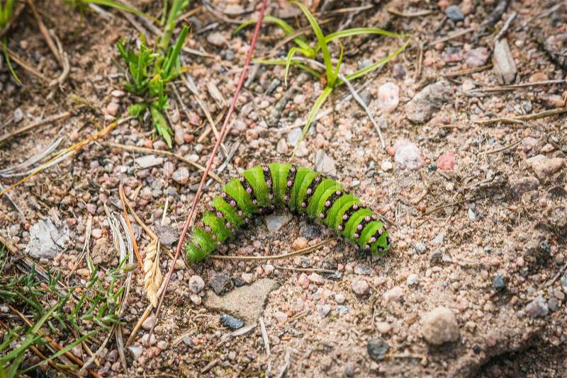 Small Emperor Moth caterpillar in neon green colors in the summer on a rough surface, stock photo