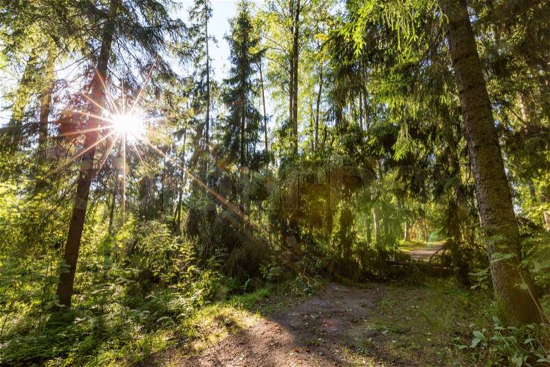 Beautiful sunny day in the forest after storm, stock photo