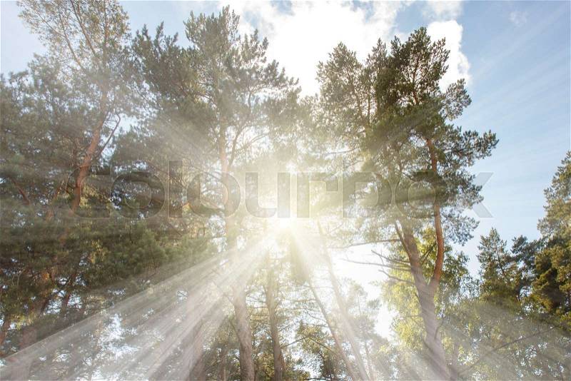Sun ray beam through the tree branches, stock photo