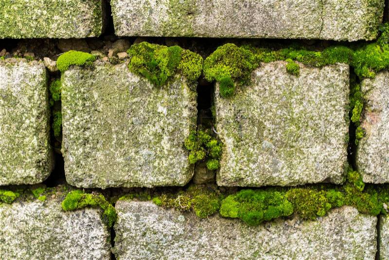 Old brick wall background. The wall was overgrown with green moss. Texture, stock photo