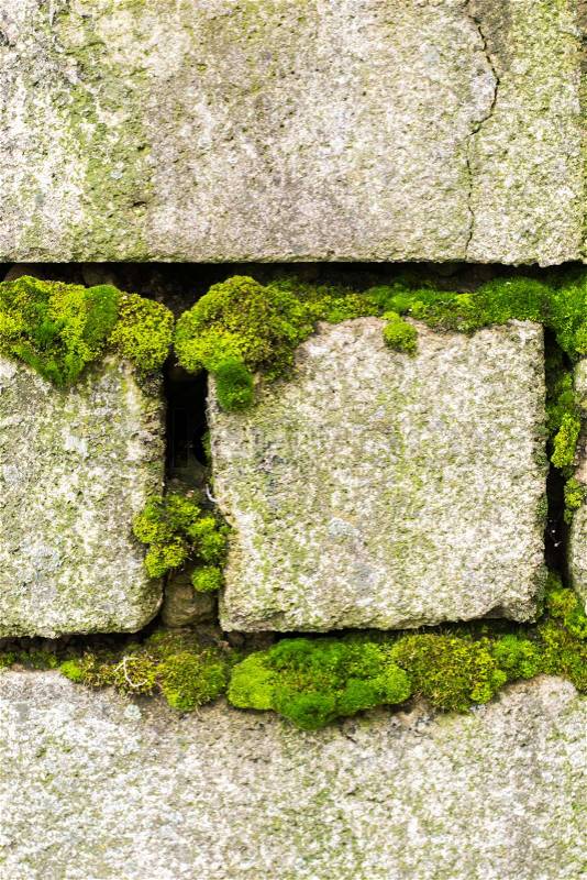 Old brick wall background. The wall was overgrown with green moss, stock photo