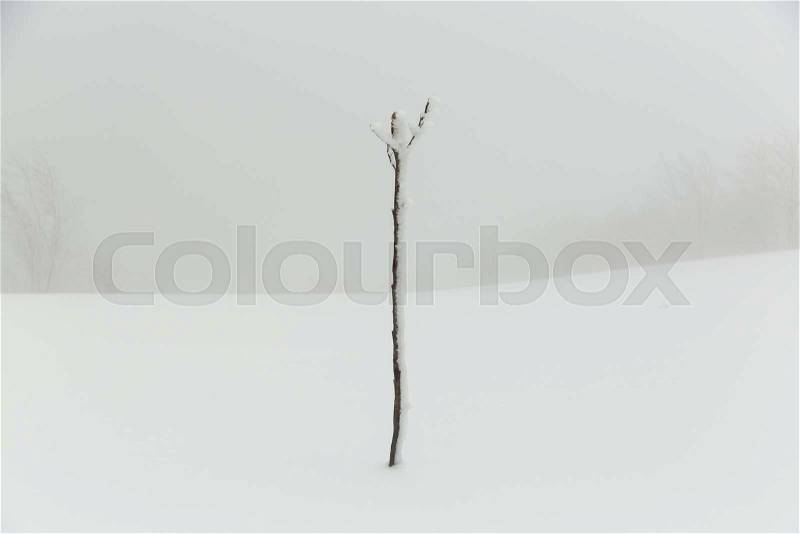 Seedling covered with ice and snow in foggy weather in winter, stock photo