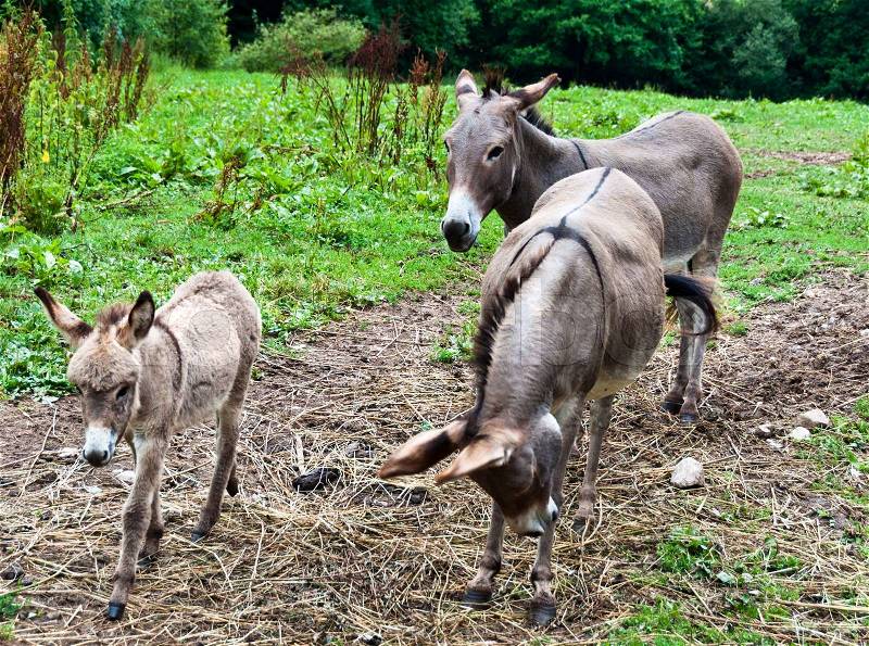 Male and female donkey with smaller child galopping on grass, stock photo