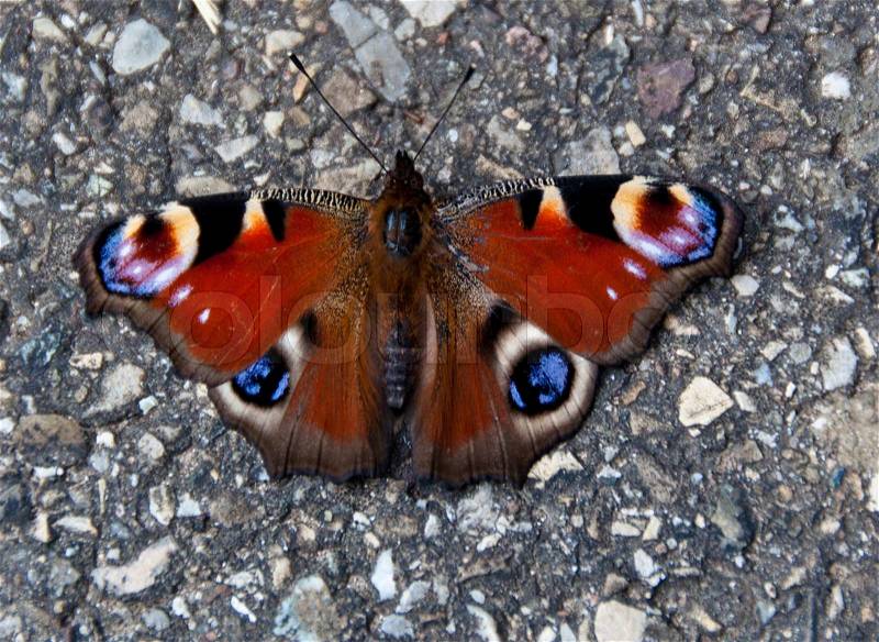 Colorful peacock butterfly sitting on warm pavement ready to start flying again, stock photo