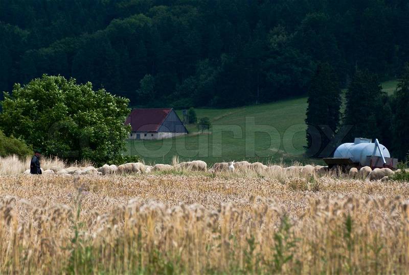 Flock of sheep grazing behind cornfield with shepherd and farm building in the background, stock photo