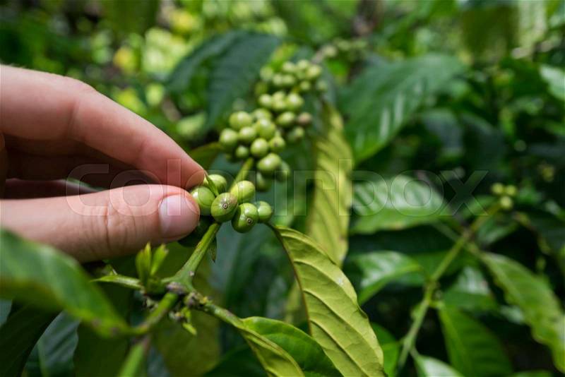 Check the quality of coffee bean on plantation. Concept of organic food, stock photo