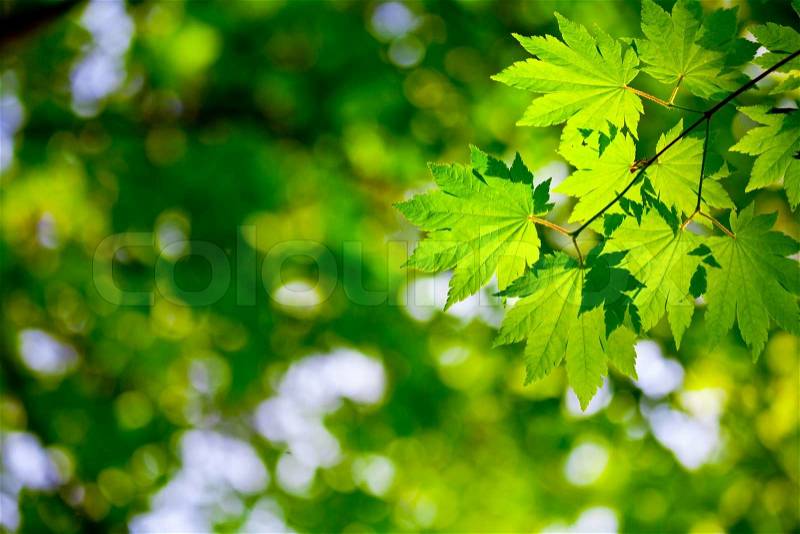 Green leaves background for environment design | Stock ...