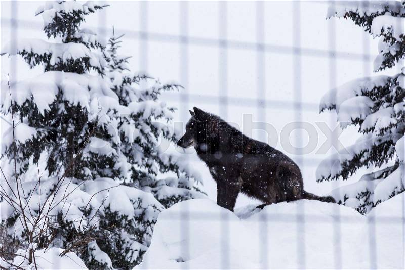 Black wolf dog sitting in snow in his cage at a zoo in Hokkaido, Japan, good for theme such as lonliness or animal related, stock photo