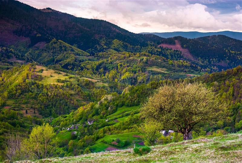 Tree on grassy slope of mountainous rural area. Spring has sprung in Carpathian mountains. beautiful nature scenery on a cloudy day, stock photo