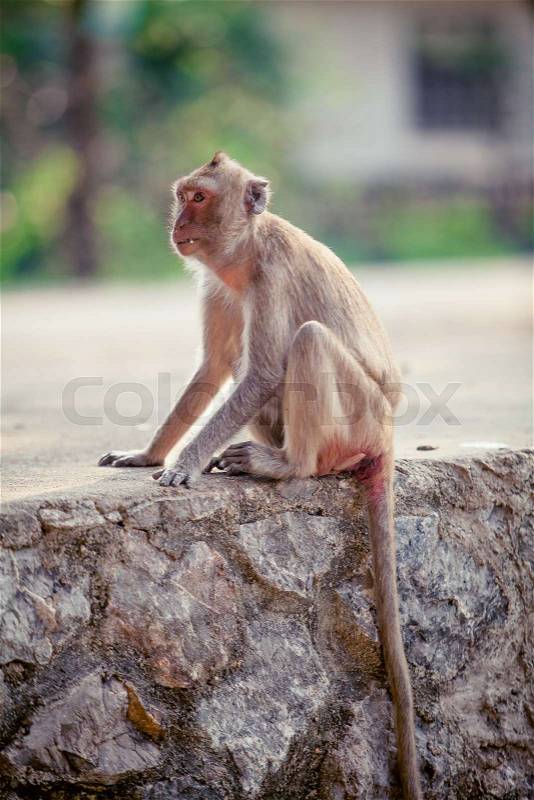 Monkey on the way. Cute monkey, stock photo