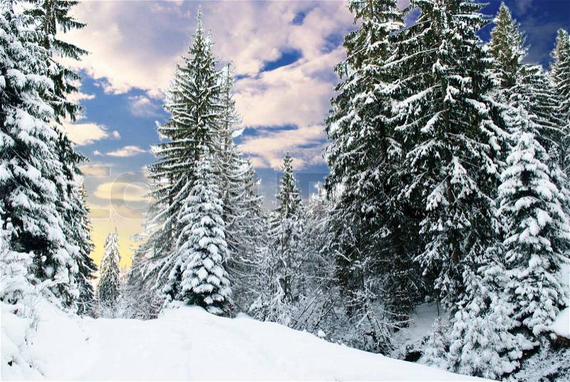 Winter fir-tree forest with snow covered trees and path, stock photo