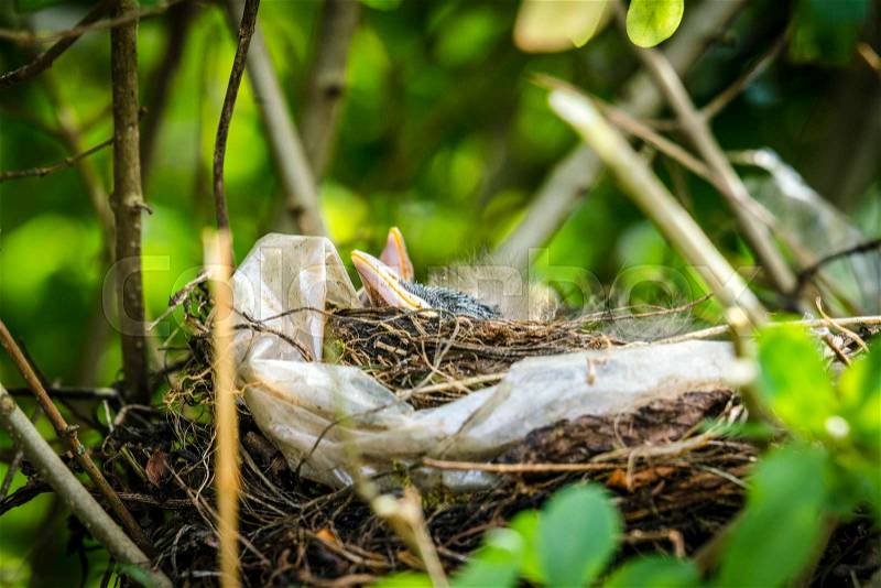 Beaks of newly hatched black birds showing in a birds nest in the springtime, stock photo