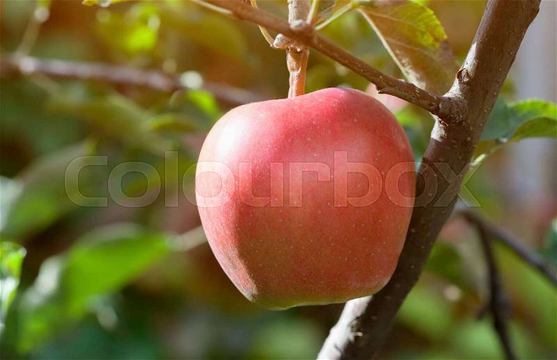 Big red apple fruit on a branch in an apple orchard. growing fruit in the garden, stock photo