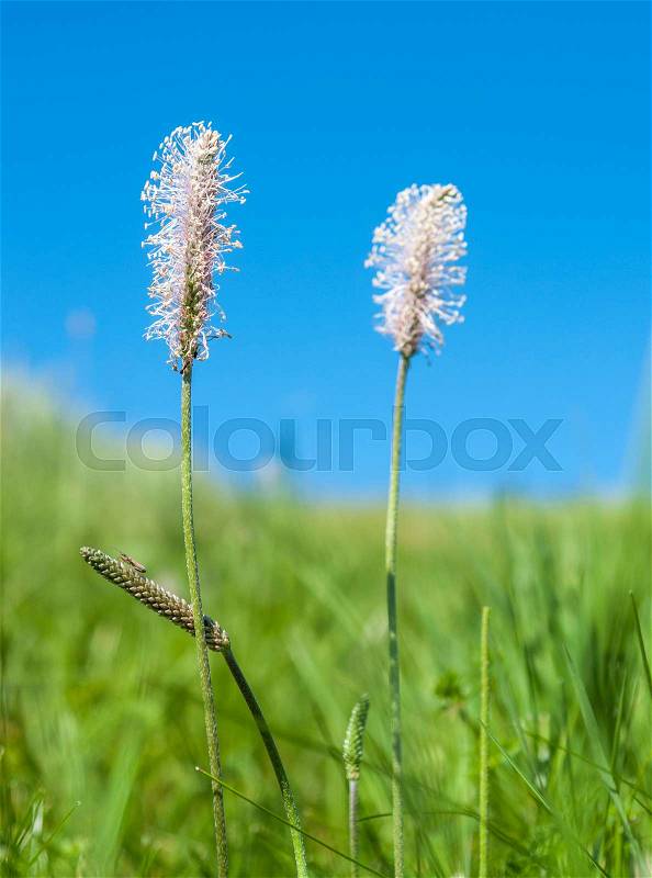 Low angle shoot of some hoary plantain flowers in sunny ambiance with blue sky at summer time, stock photo