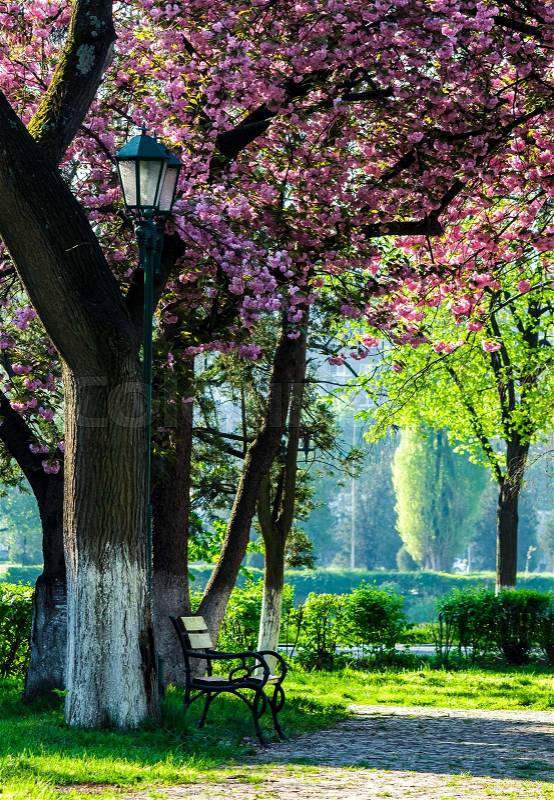 Cherry blossom in city park. wooden bench and lantern under the branches of Sakura tree, stock photo