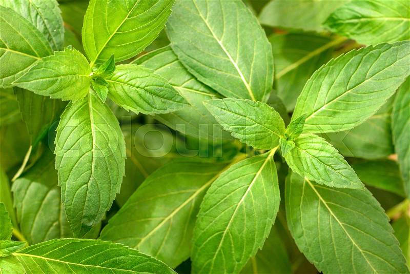 Close up of fresh chinese wild mint leaves in the garden, top view, stock photo