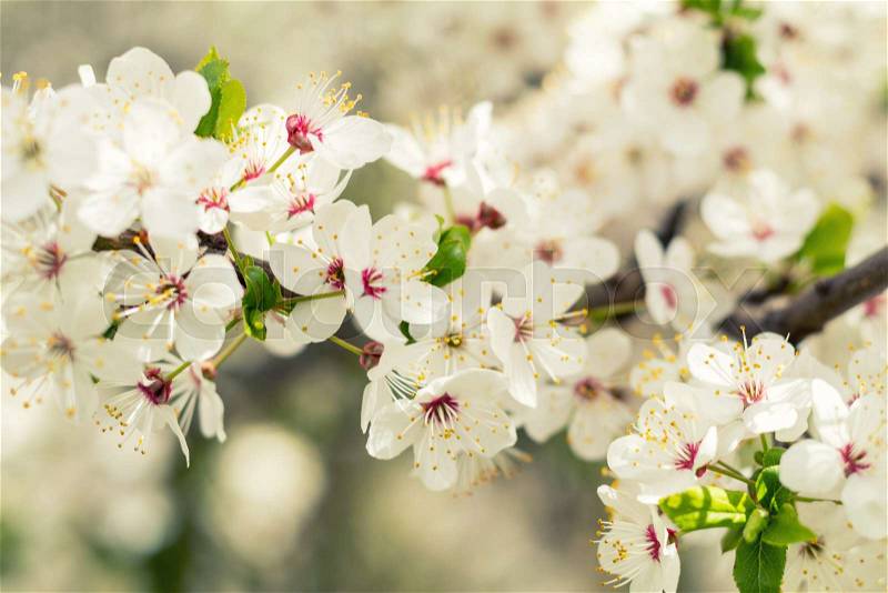 Spring background art with white cherry blossom. Beautiful nature scene with blooming tree and sun flare. Sunny day. Spring flowers. Beautiful orchard. Abstract blurred background. Shallow depth of field, stock photo