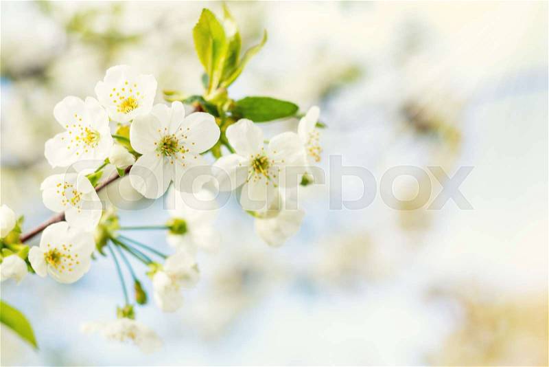 Spring background art with white cherry blossom. Beautiful nature scene with blooming tree and sun flare. Sunny day. Spring flowers. Beautiful orchard. Abstract blurred background. Shallow depth of field, stock photo