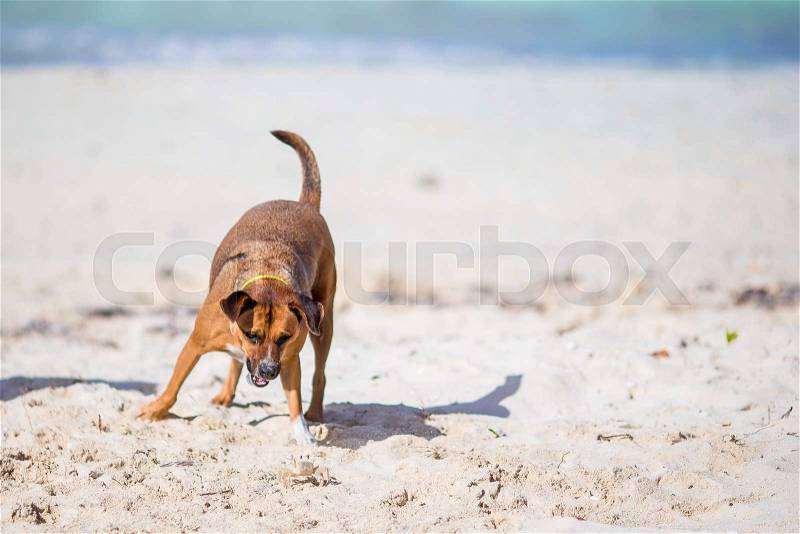 Angry dog barking at a small crab on the beach, stock photo