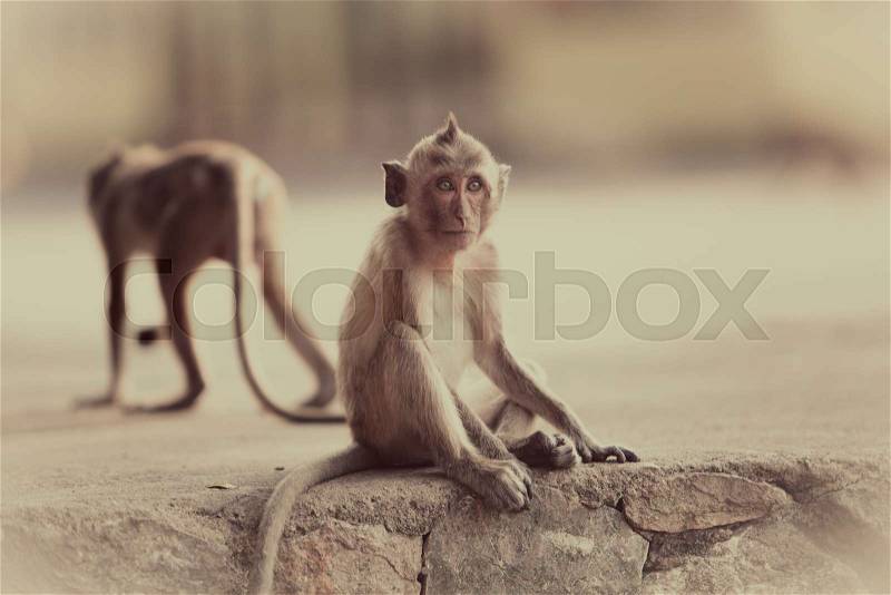 Monkey on the way. Cute monkey, stock photo
