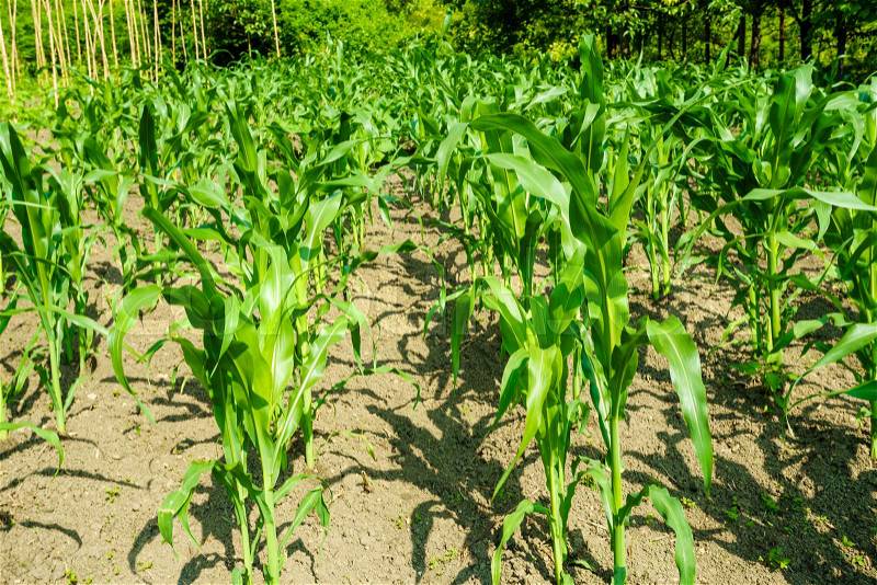 Corn field. maize wheat field corn, stock photo