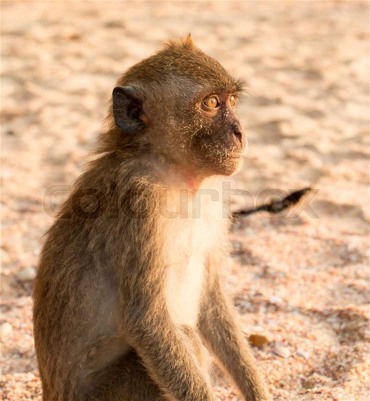 Monkey On Beach In Thailand Looking Out To Sea, stock photo