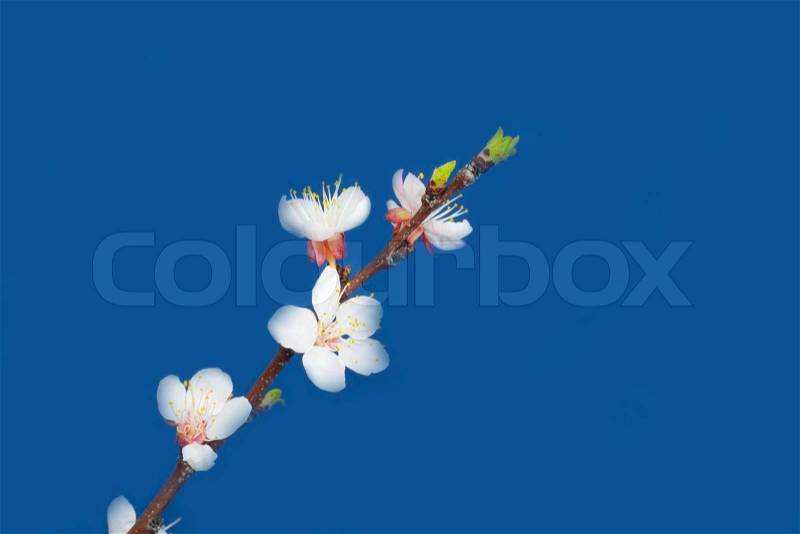 Apple flowers on a blue background, stock photo