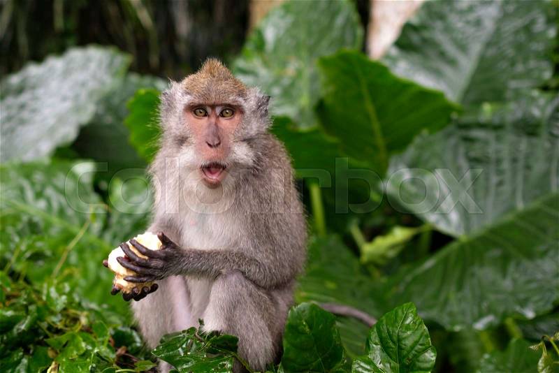 Young Macaque Monkey eat on background of green leaves, stock photo