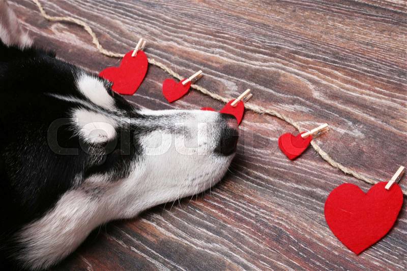 Siberian husky dog near the red hearts. Decoration for Valentine\'s day, stock photo
