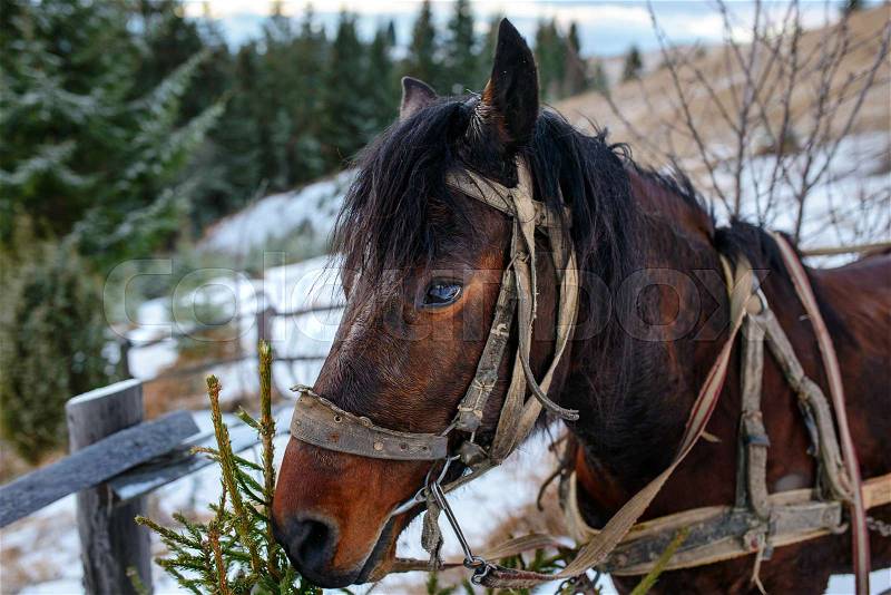Closed up portrait of brown harnessed horse on the background of winter Carpathian valley, stock photo