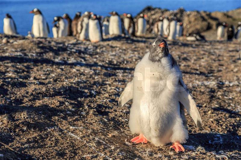 Funny furry gentoo penguin chick standing in front with his flock in the background, Burrientos Island, Antarctic, stock photo