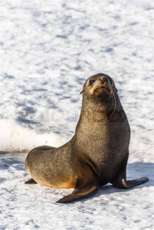 Funny fur seal sitting on the snow beach at Half Moon Island, Antarctic, stock photo