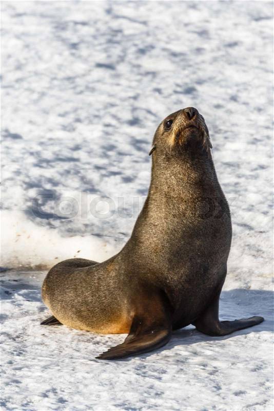 Curious fur seal sitting on the snow beach at Half Moon Island, Antarctic, stock photo
